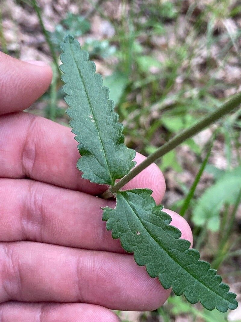 Teucrium siculum — search result for 'Teucrium'