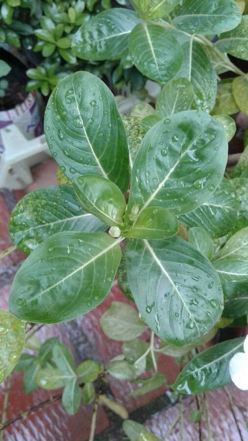 Catharanthus coriaceus leaf