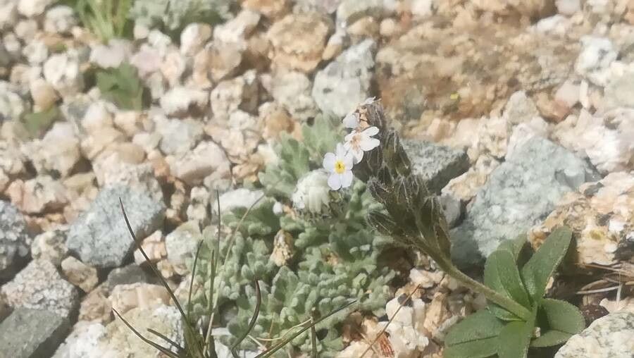 Myosotis corsicana — houseplant care guide