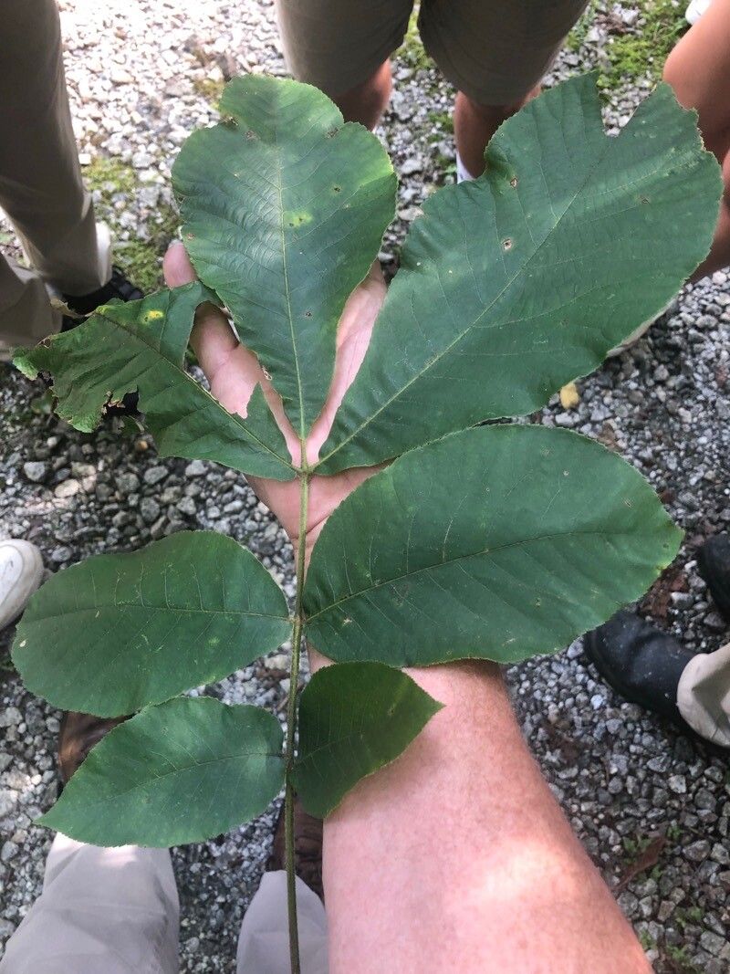 Carya tomentosa leaf