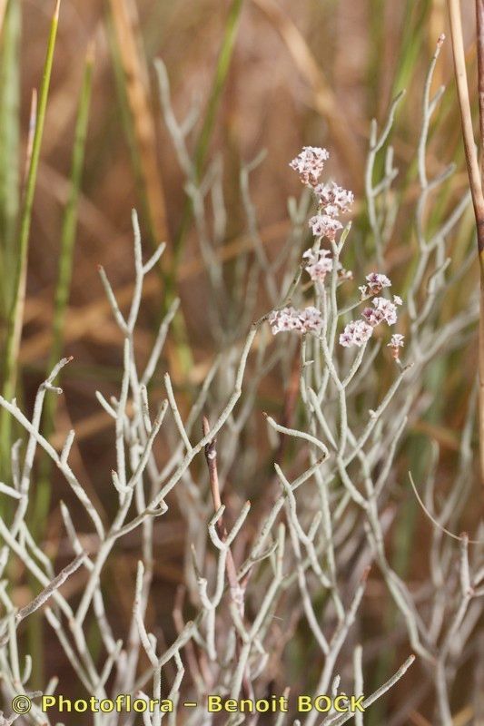 Limonium alleizettei other