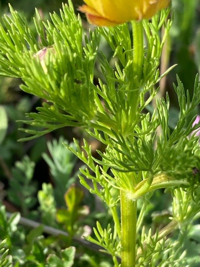 Adonis microcarpa — search result for 'Adonis'