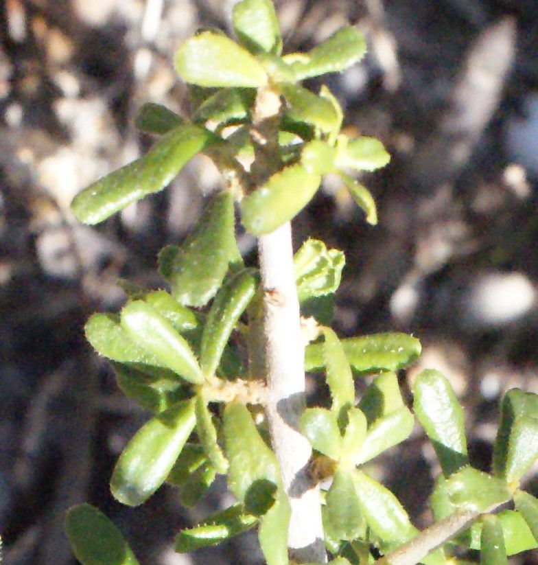 Daphne rodriguezii — search result for 'Daphne'