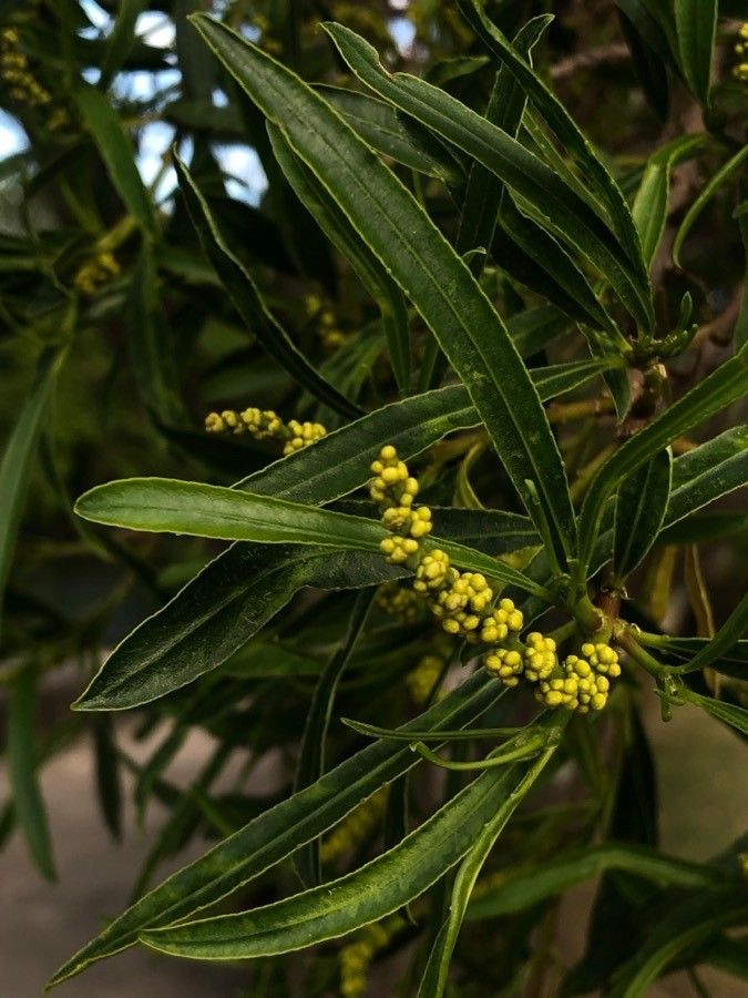 Sapium haematospermum flower