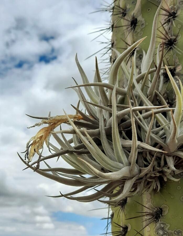 Tillandsia ixioides habit