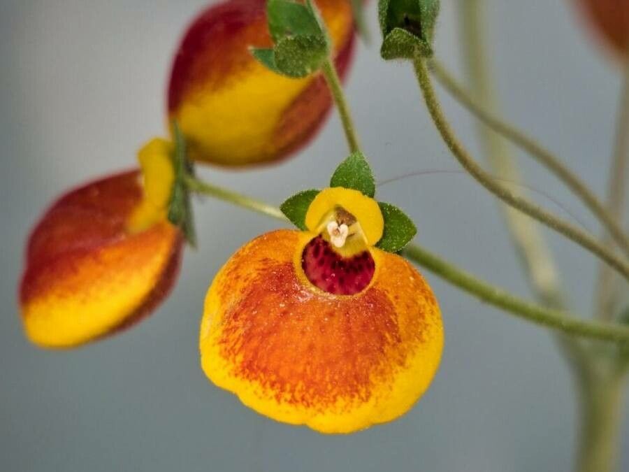 Calceolaria integrifolia flower