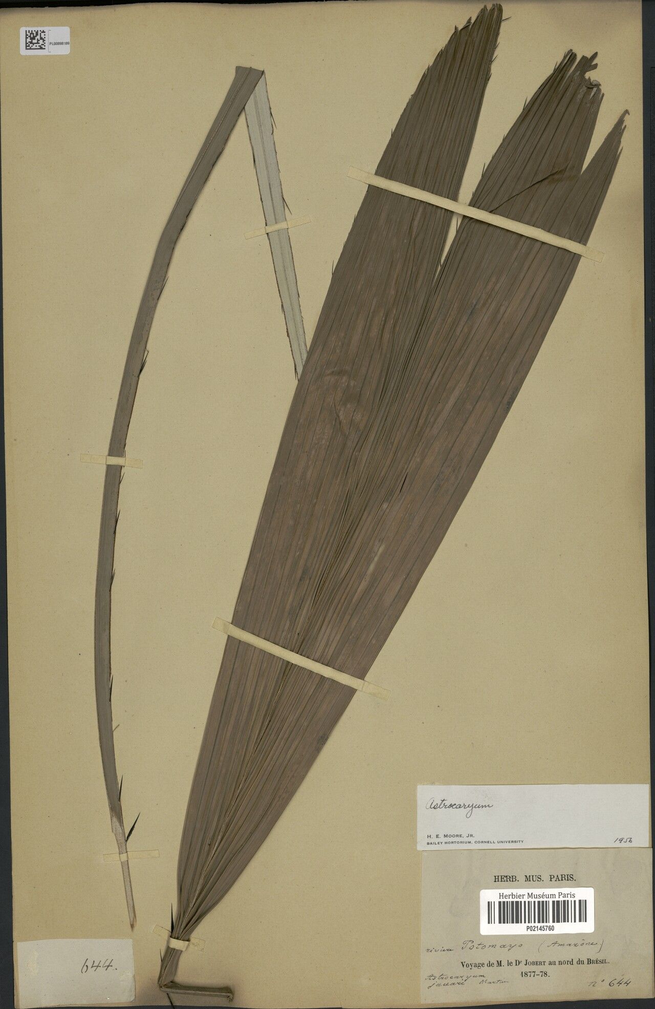 Astrocaryum jauari — houseplant care guide