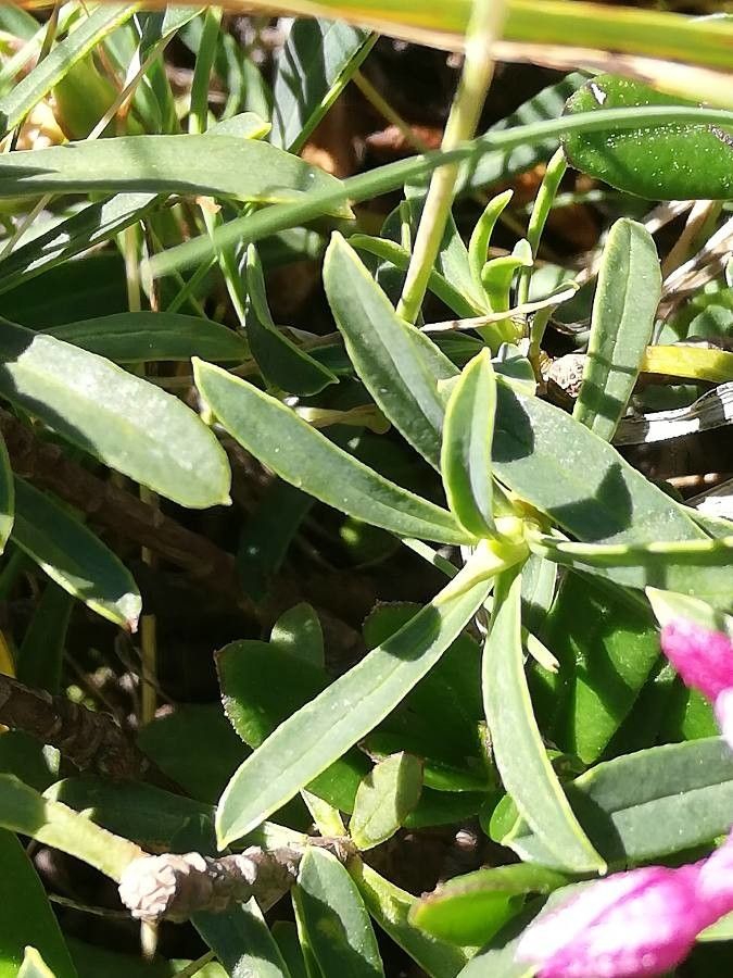 Daphne striata — search result for 'Daphne'