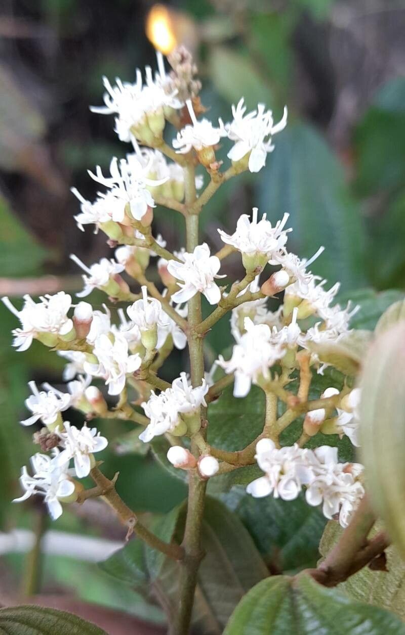 Miconia prasina flower