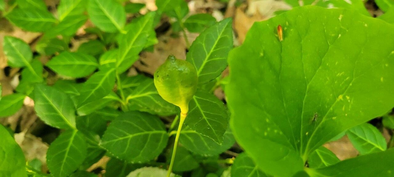 Jeffersonia diphylla fruit