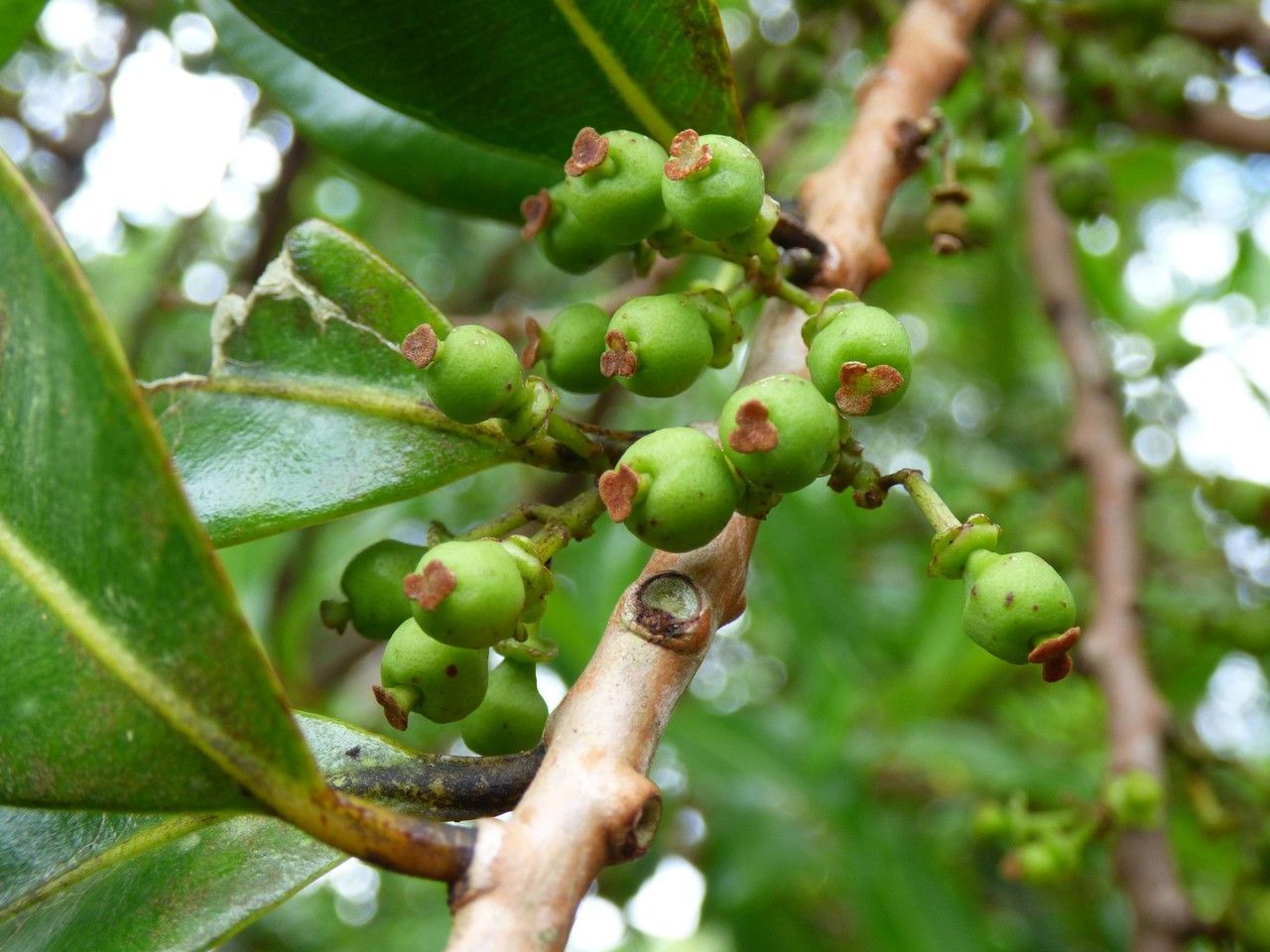 Psiloxylon mauritianum fruit