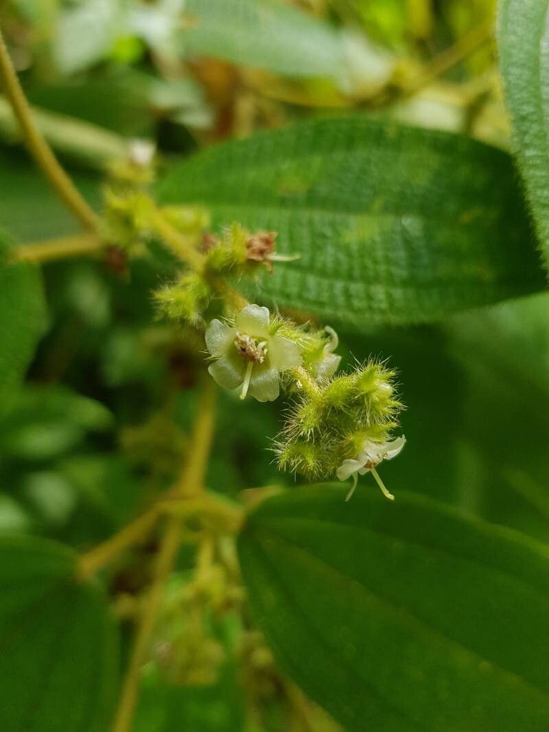 Miconia dependens flower