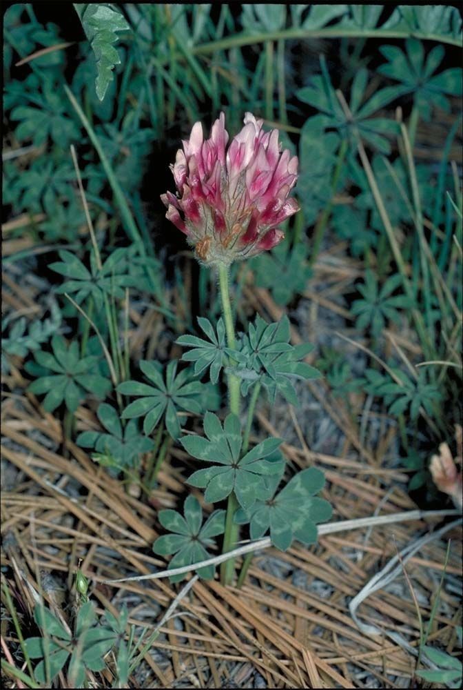 Trifolium macrocephalum habit