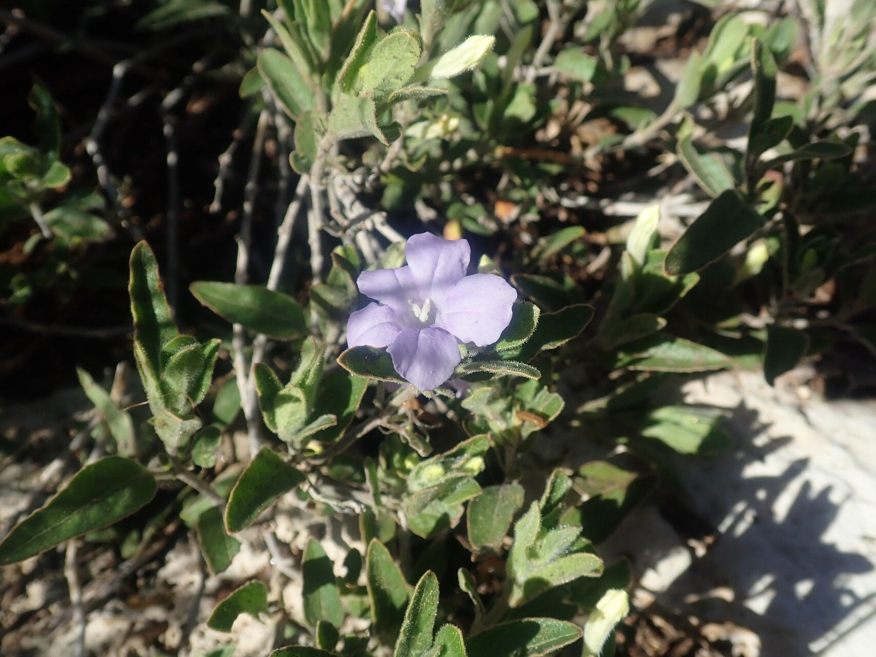 Ruellia transitoria flower