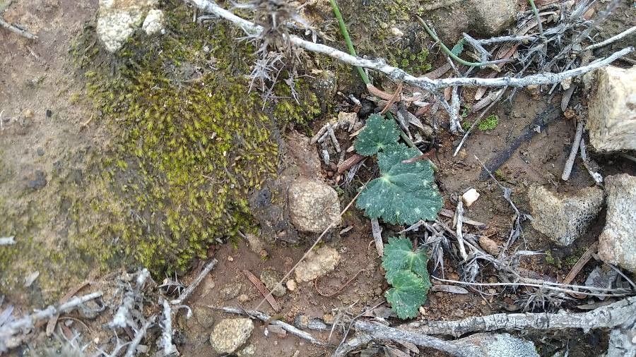 Jepsonia heterandra — related species from the same genus