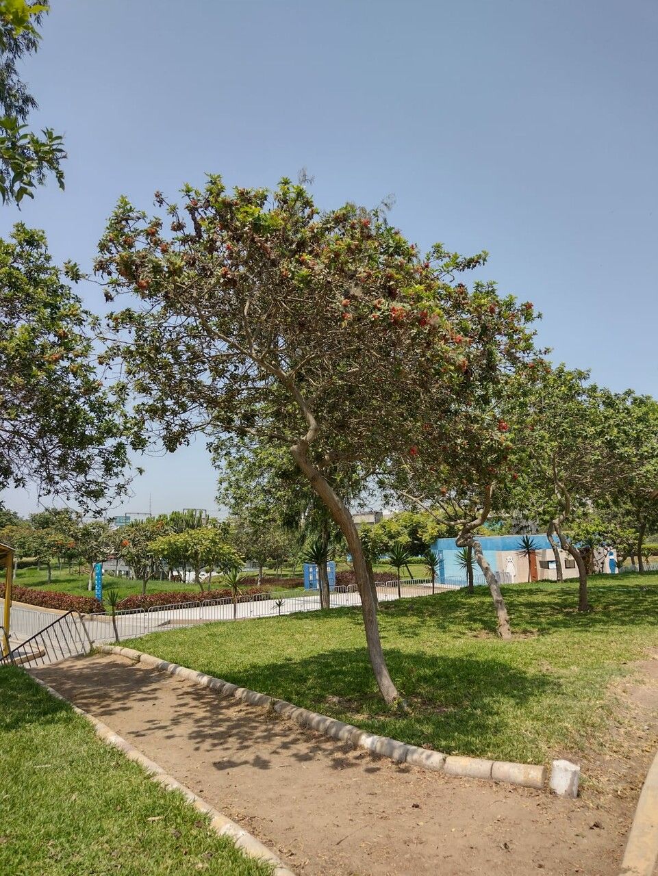 Erythrina fusca fruit