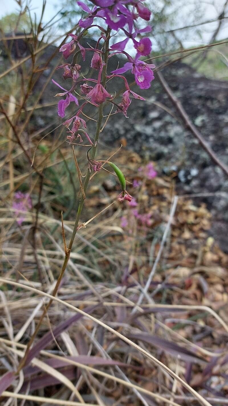 Epidendrum campestre fruit