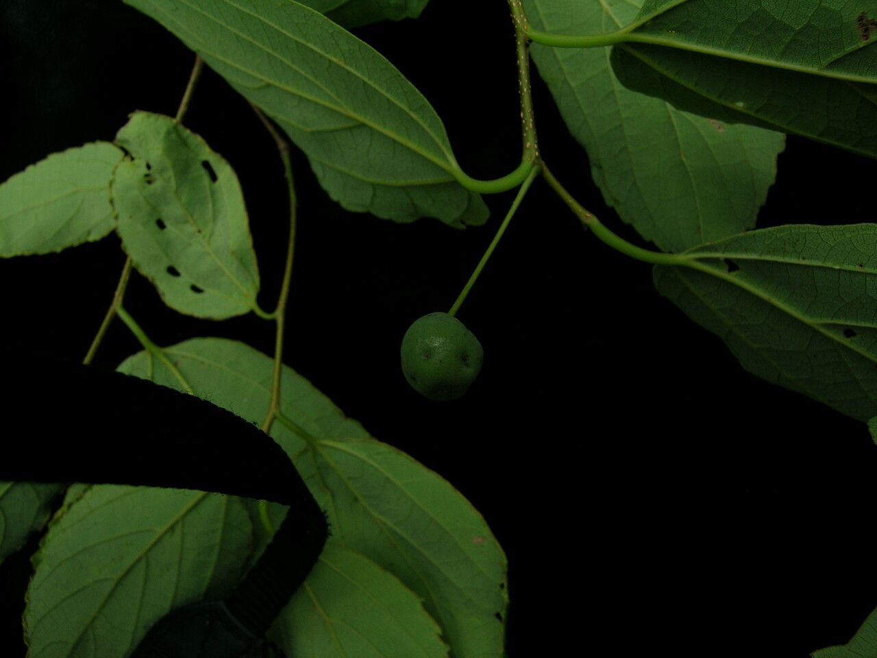 Celtis tetrandra — search result for 'Cannabaceae'