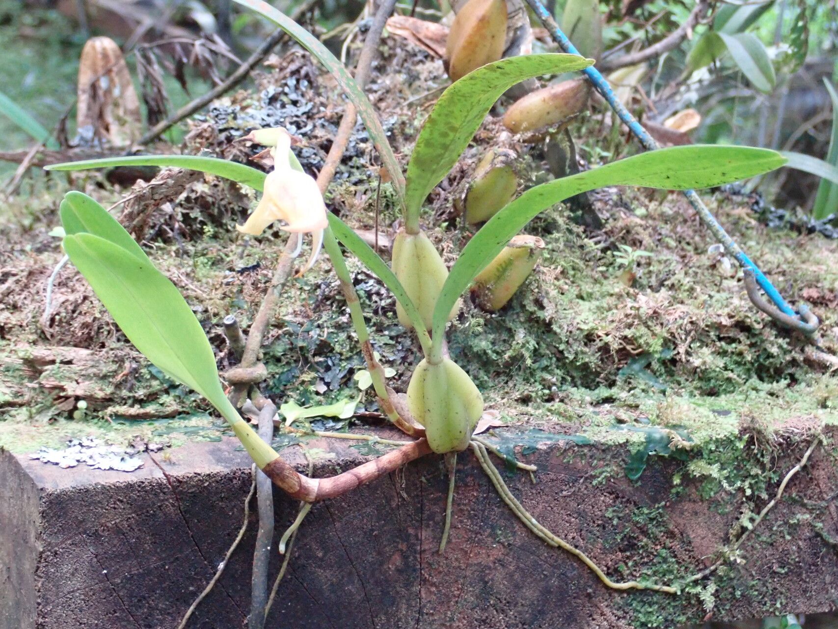 Bulbophyllum lizae — houseplant care guide