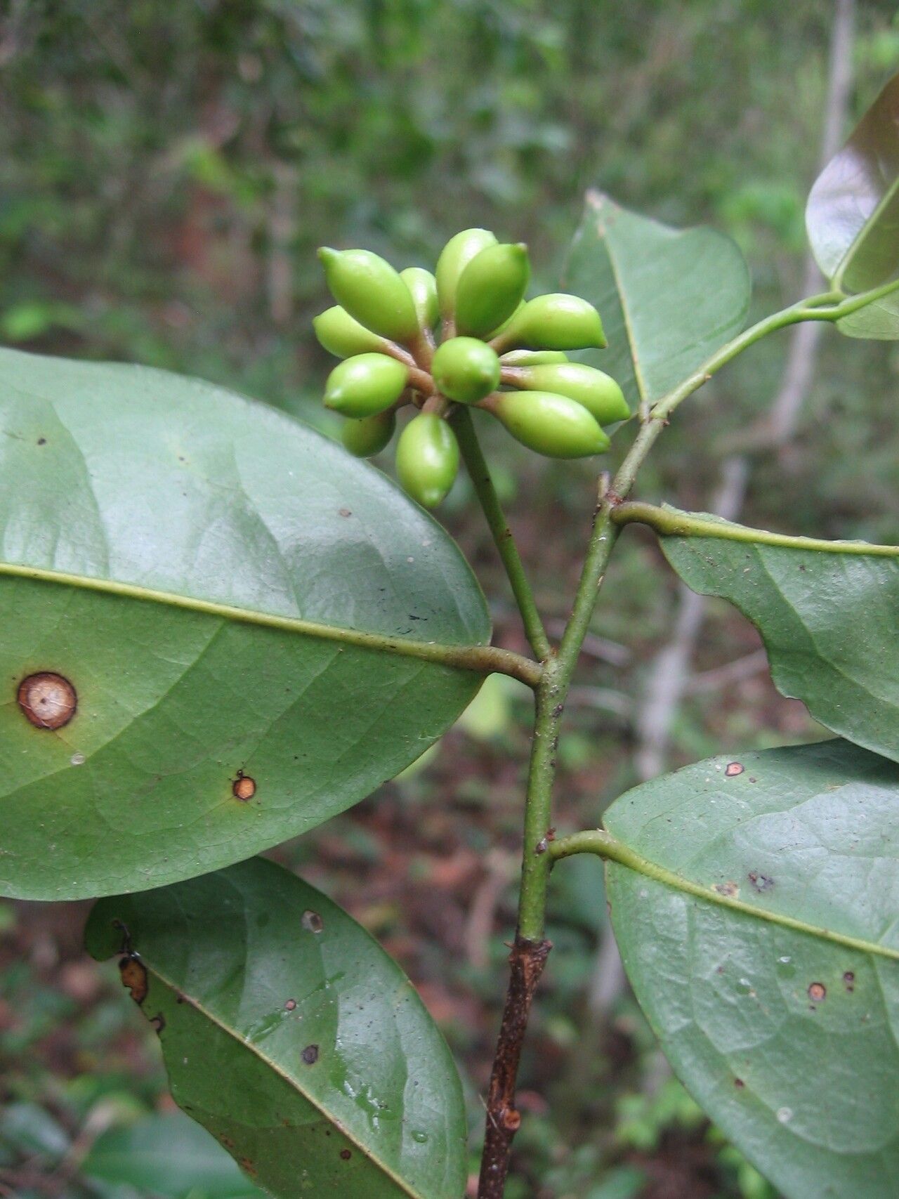 Huberantha tanganyikensis fruit