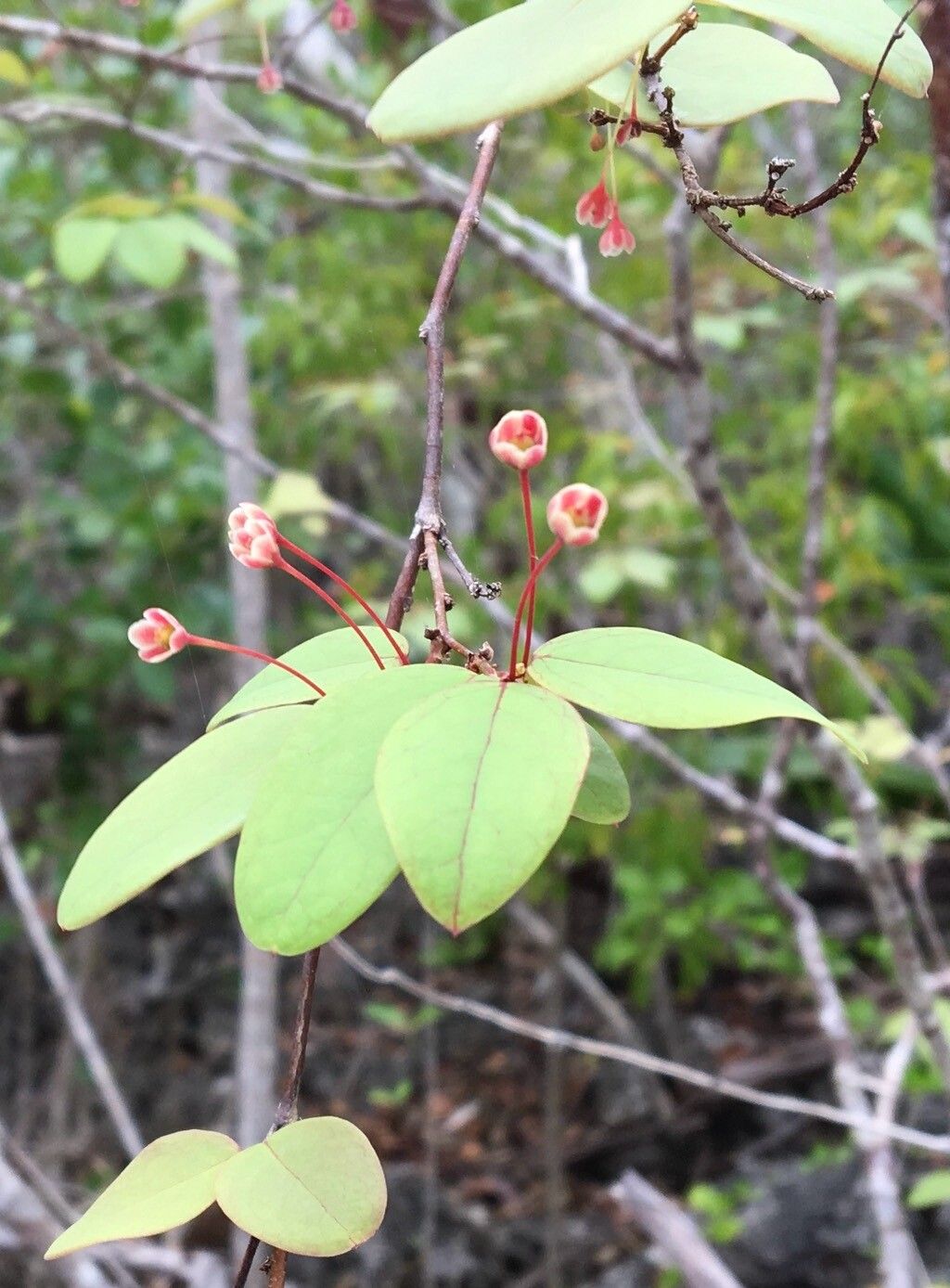 Phyllanthus caymanensis flower