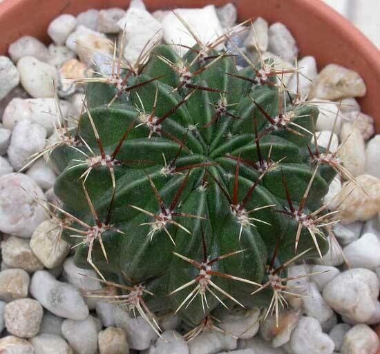Echinopsis cinnabarina — search result for 'Echinopsis'