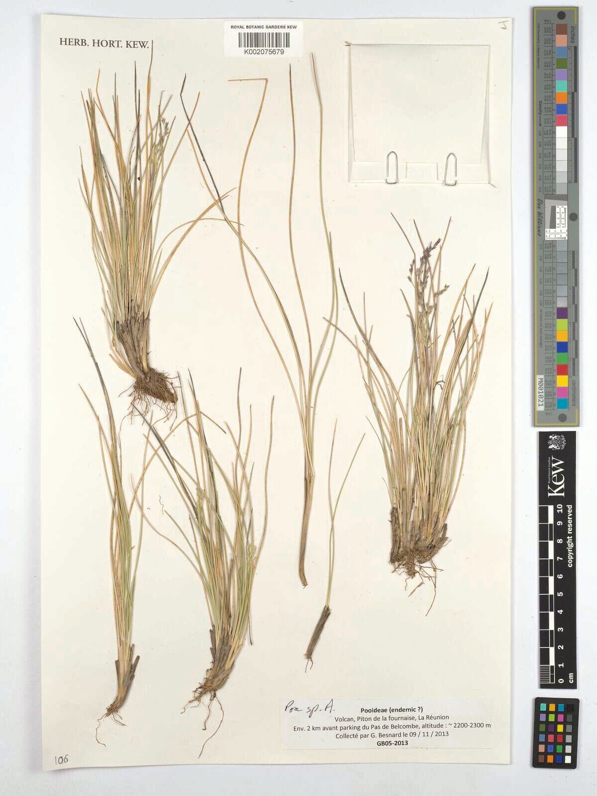 Poa teretifolia — search result for 'Poa'