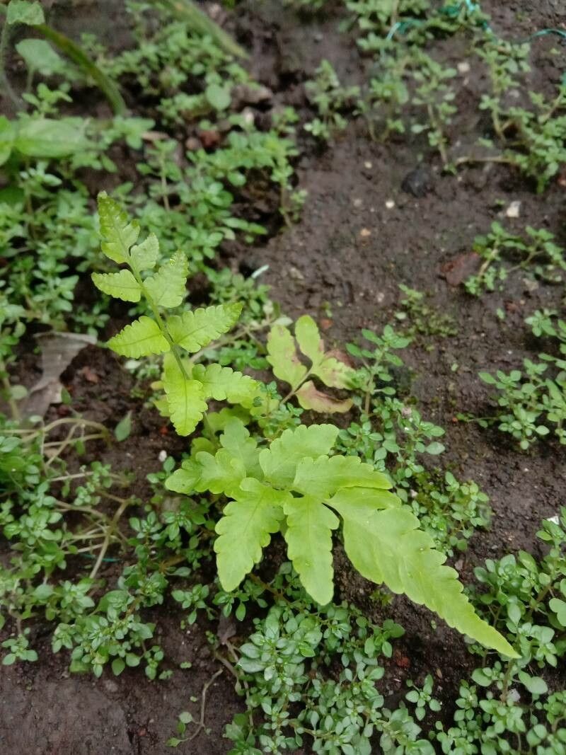 Dryopteris cristata leaf