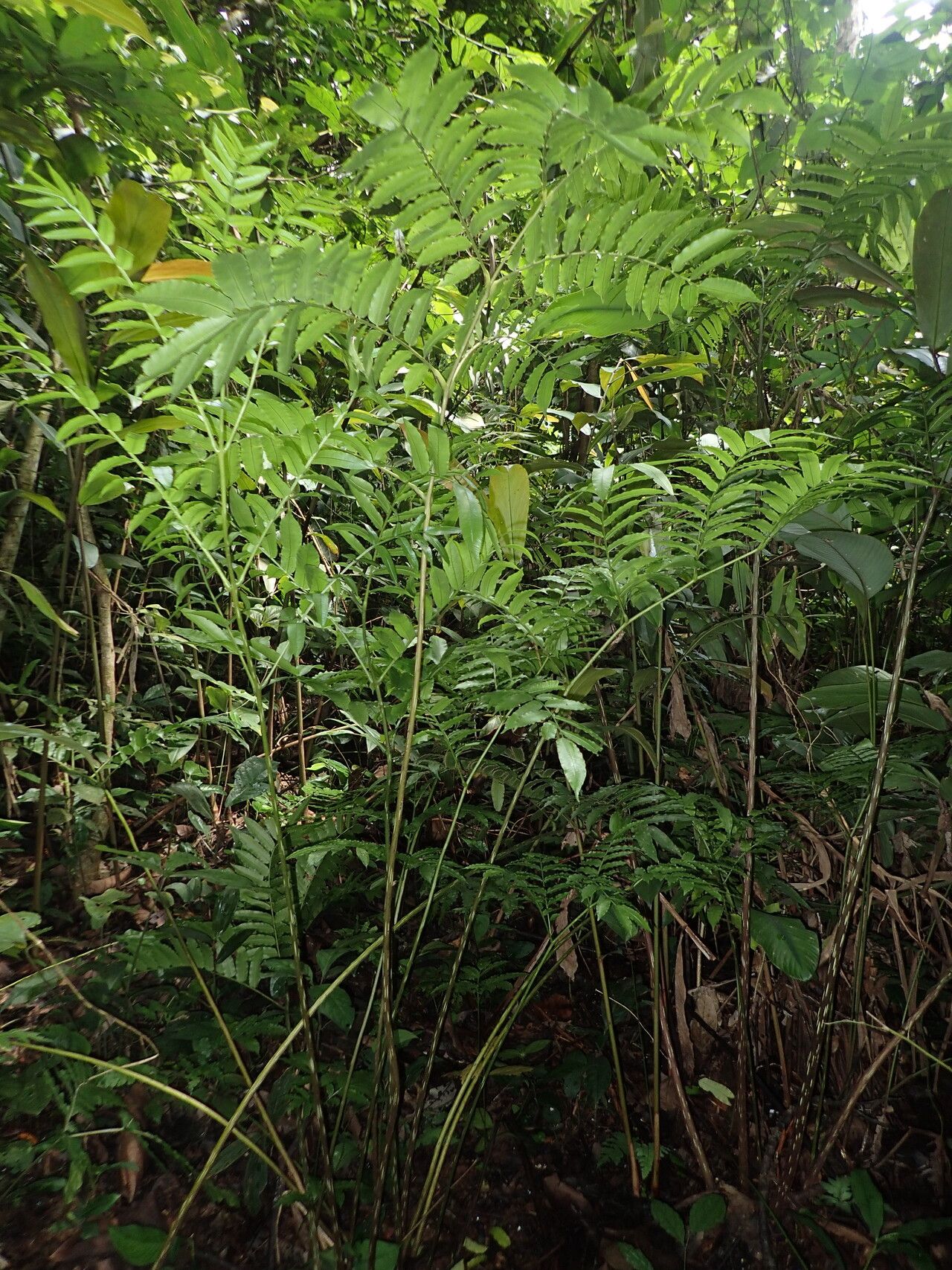 Ptisana senterreana habit