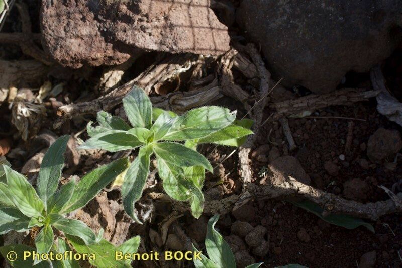 Echium handiense other