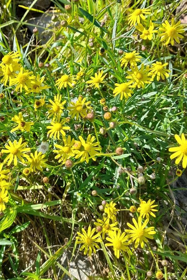 Senecio madagascariensis habit