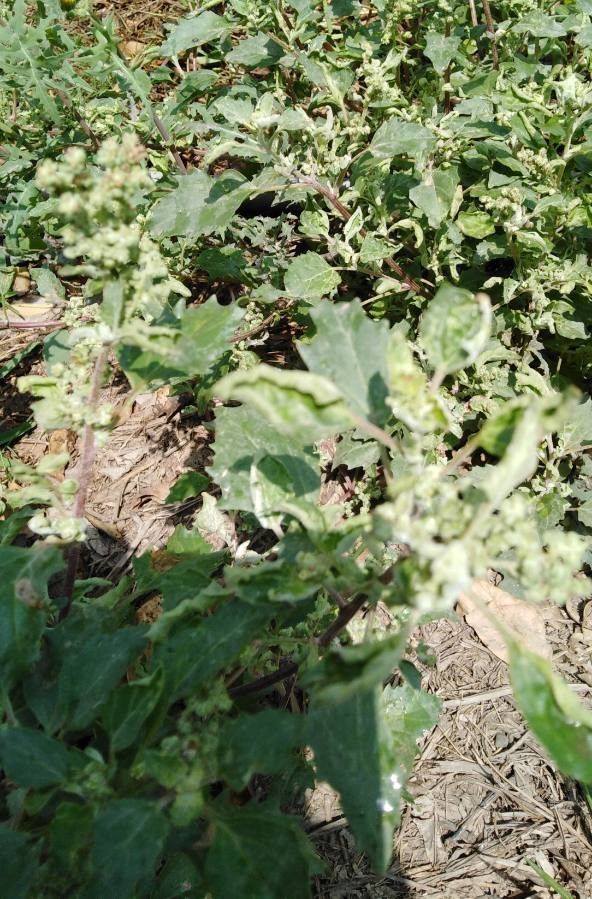 Chenopodiastrum murale flower