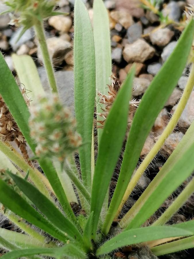 Plantago bellardii leaf