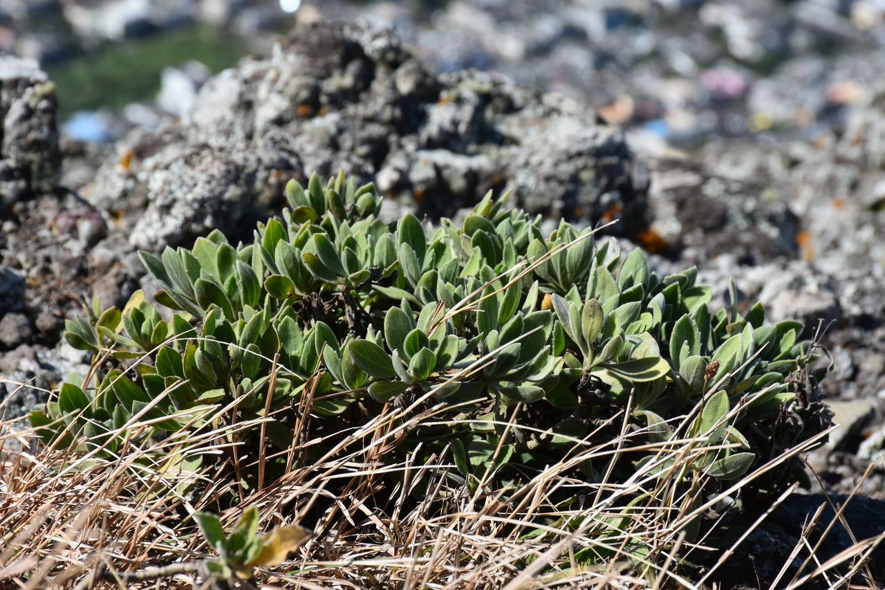 Psiadia lithospermifolia habit