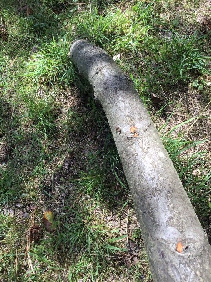 Sorbus vexans — houseplant care guide