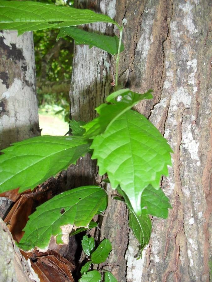 Celtis mildbraedii — search result for 'Angola'