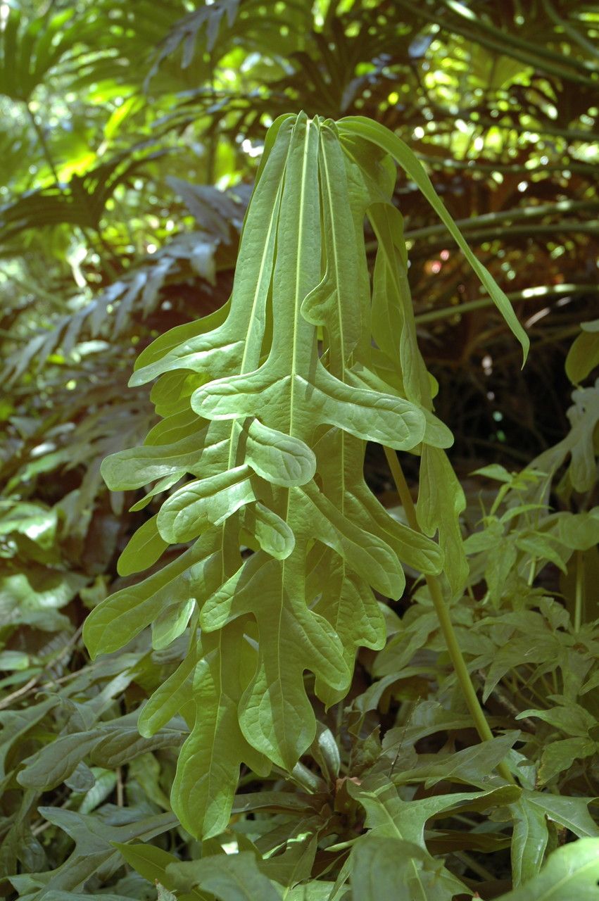 Anthurium clavigerum leaf