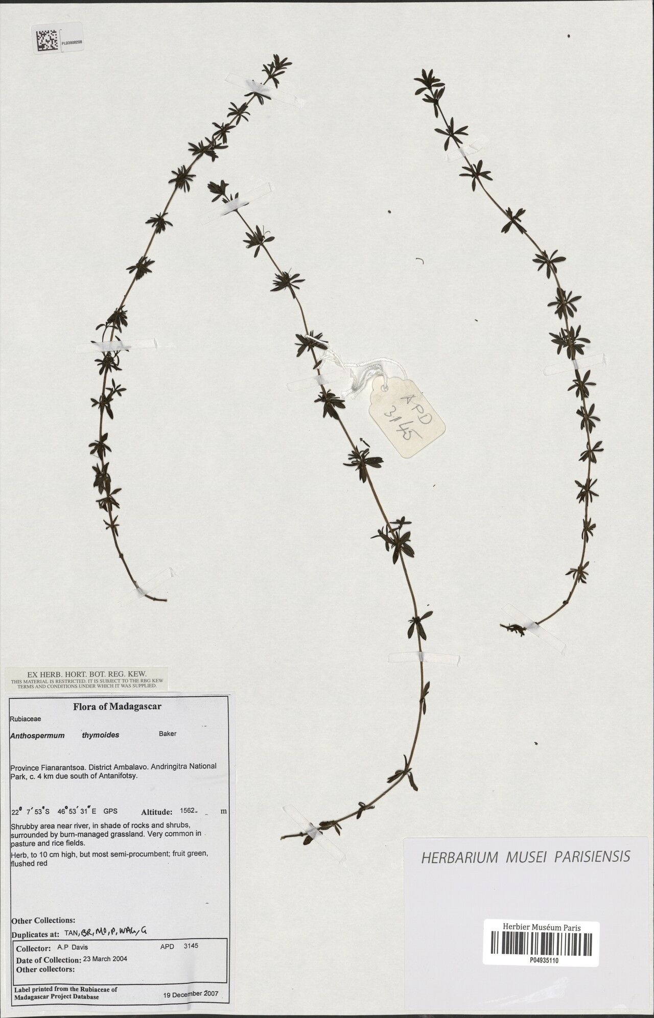 Anthospermum thymoides — houseplant care guide