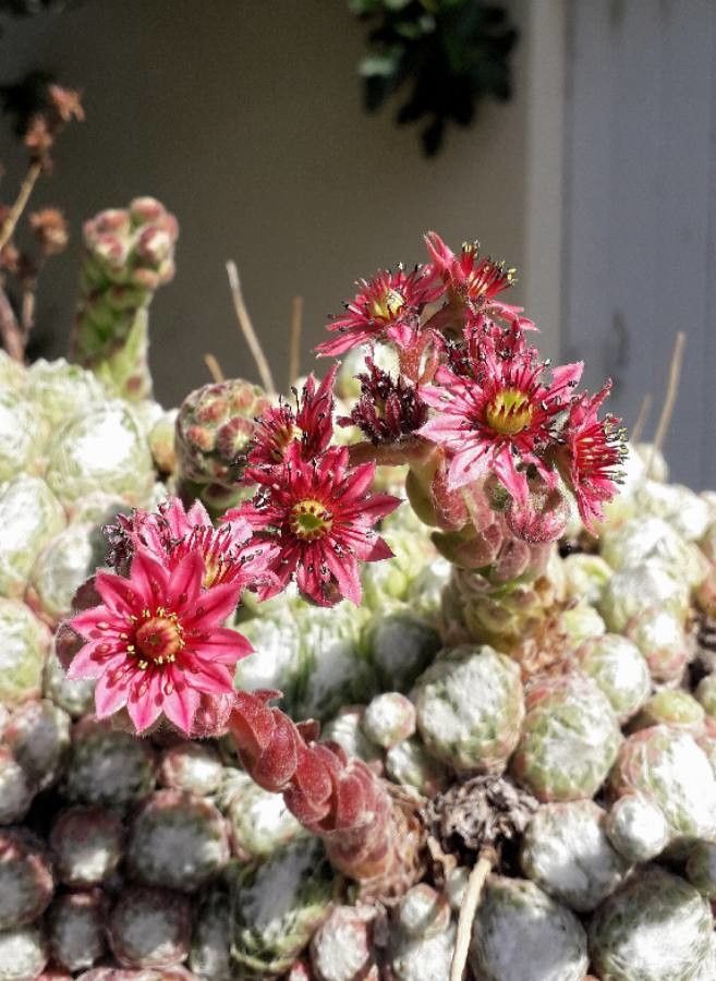Sempervivum arachnoideum flower