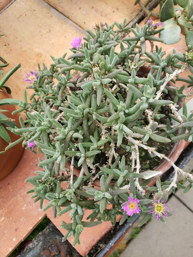 Delosperma sawdahense habit