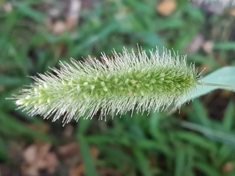 Setaria viridis fruit