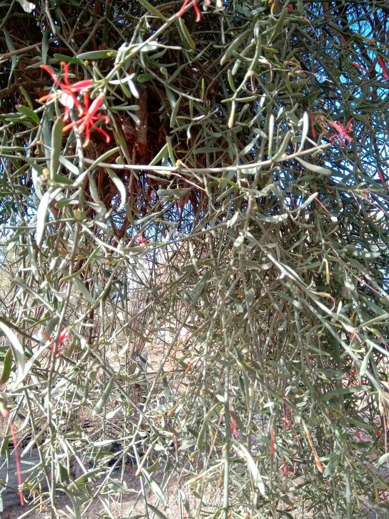 Ligaria cuneifolia leaf