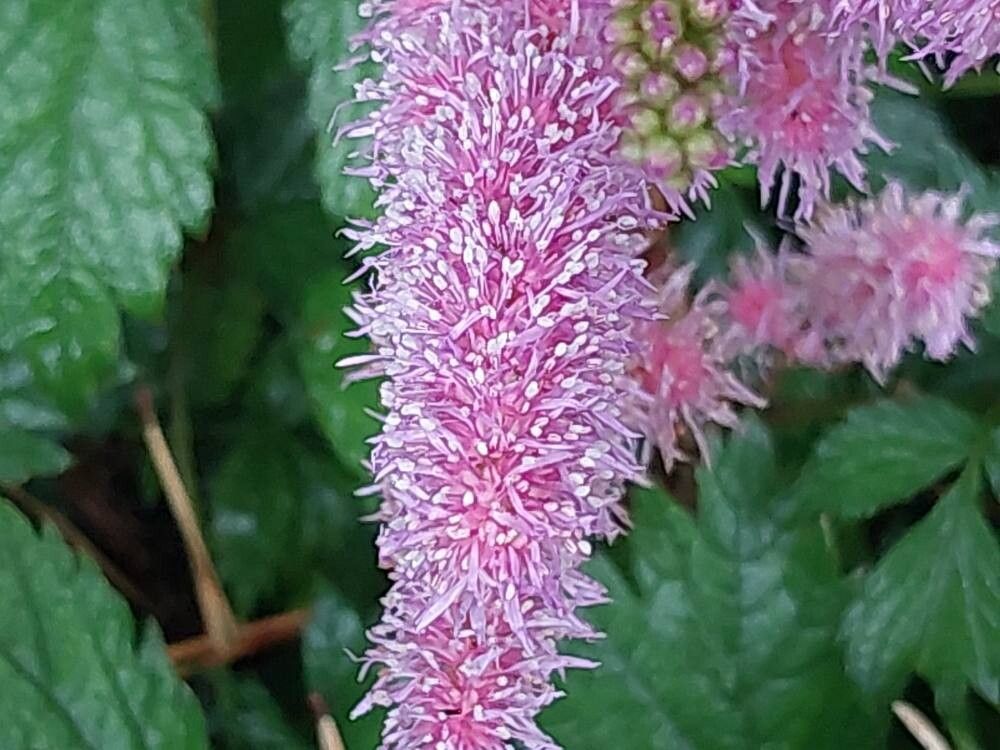 Astilbe chinensis flower