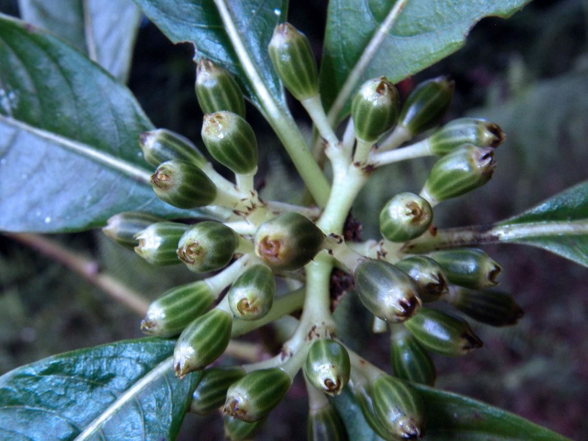 Psychotria cooperi fruit