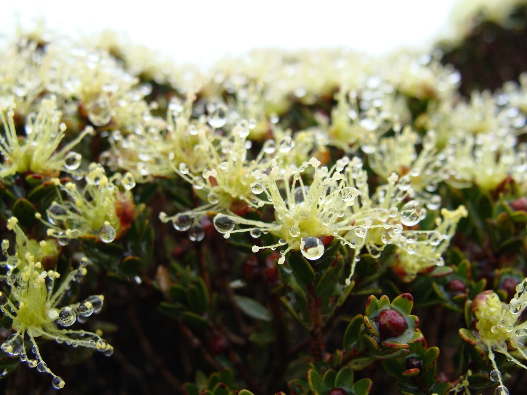 Melaleuca sphaerodendra — houseplant care guide