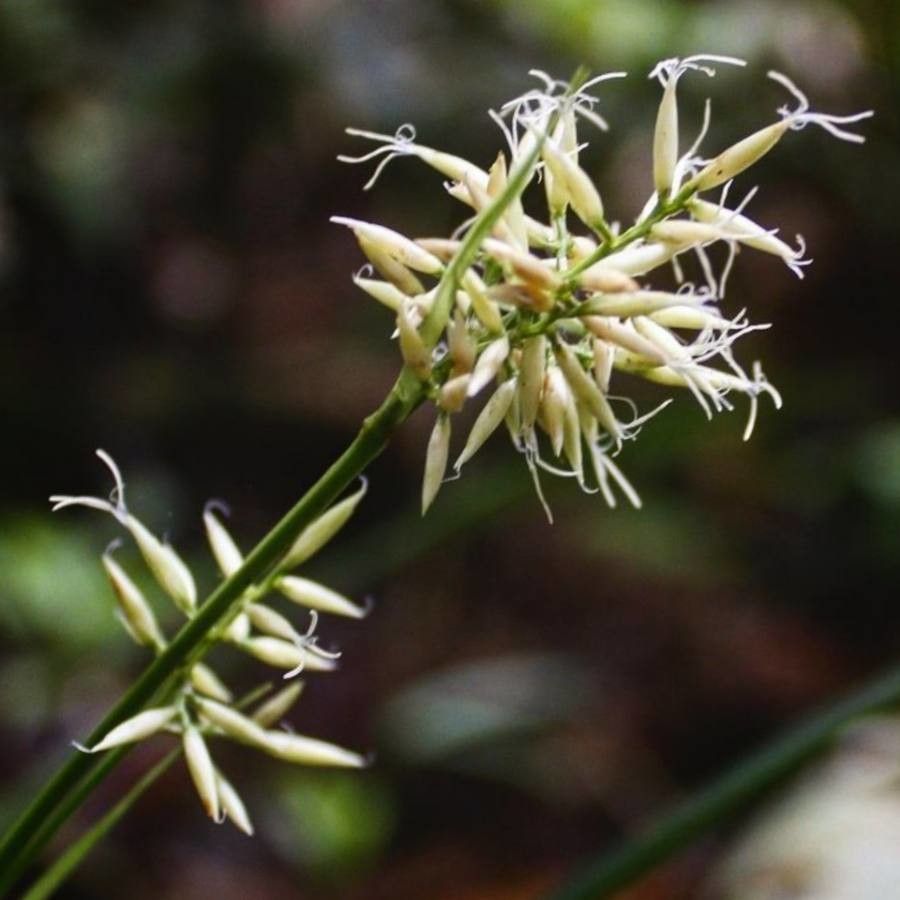 Rhynchospora argentea — related species from the same genus