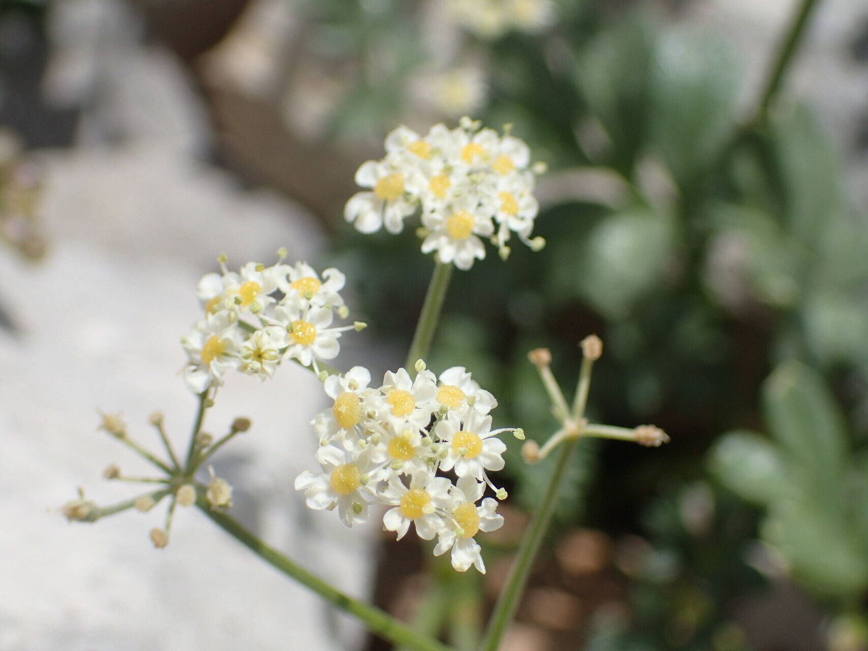 Heracleum pumilum flower