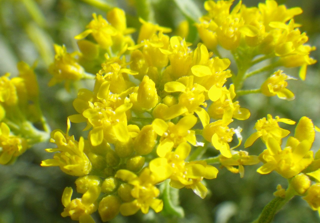 Alyssum troodi flower