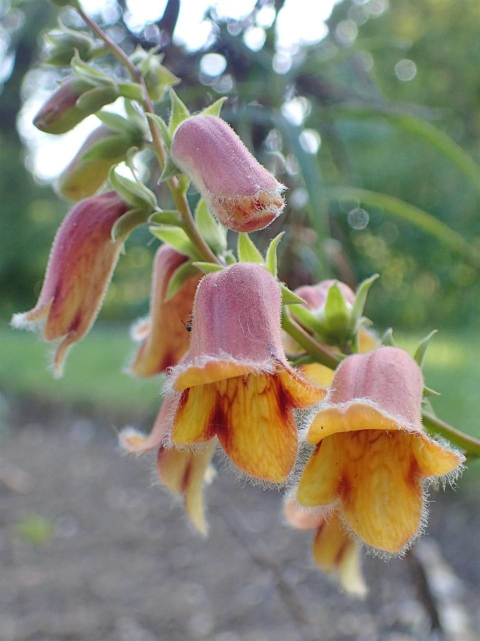 Digitalis obscura fruit