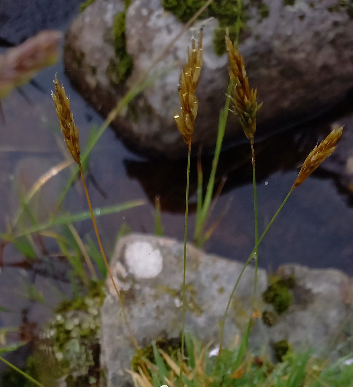 Anthoxanthum alpinum fruit
